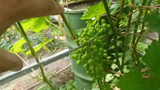 Виноград в июле ( Ярославль). смотреть онлайн