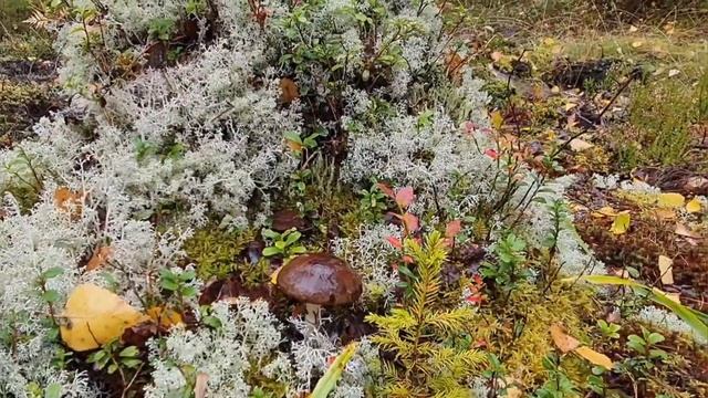 лесные чудеса, грибы, уснея, неведомая сила и ведьмин круг! смотреть онлайн