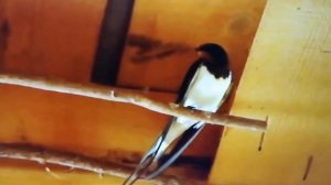 Пение ласточки  5`