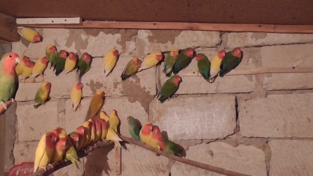 неразлучники розовощекие // зимовка смотреть онлайн