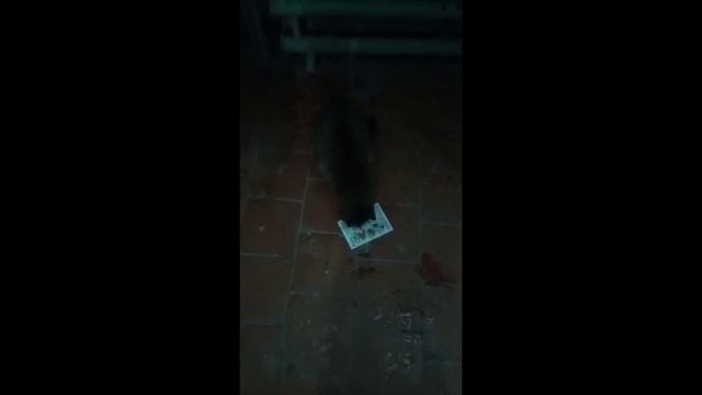 Моя киска в конце видео смотреть онлайн