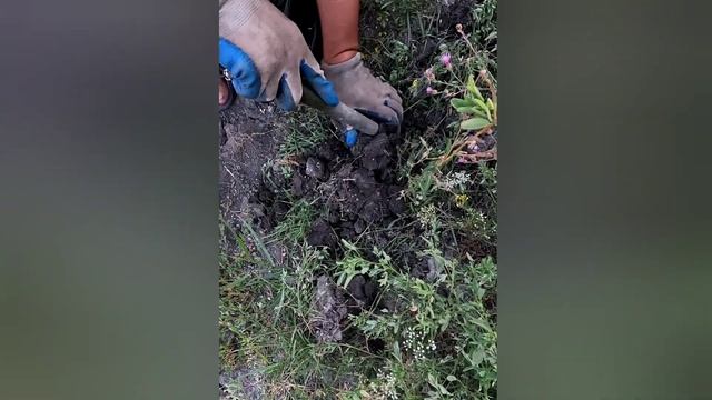 В поисках советских монет, проверяем сигналы металлоискателя на заброшенной дороге, с лабрадором