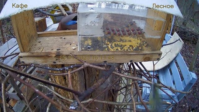 Кафе "Лесное" смотреть онлайн