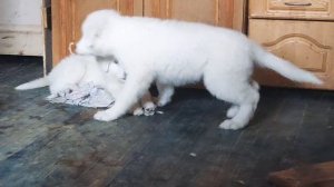 +79672457073 мао марема мареммо-абруцкая овчарка