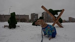 Питбуль-лишна - прогулка к Т72 и Семейству медведей???