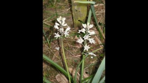 #Белоцветник #Бельвалия Цветы садовые36 Декоративные растения