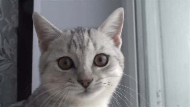 Кормушки для птиц. Чем кормить синичек и воробьёв. смотреть онлайн