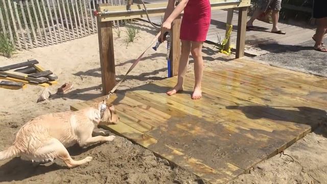 #156.Какое отношение к дом.животным в Америке?Можно позавидовать. смотреть онлайн