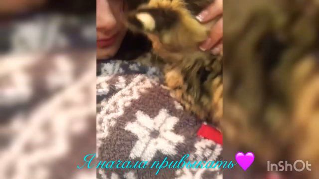 Сервал Тесси смотреть онлайн