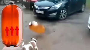 Собака и Кега, что стало с ней? Что стало с собакой после взрыва кеги?Выжила ли собака после взрыва