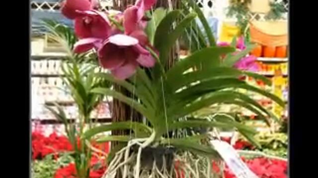 Musik Of Orchids... Музыка орхидей...