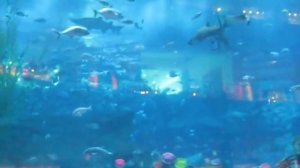 Аквариум в Дубай Молл /   Aquarium in Dubai Mall