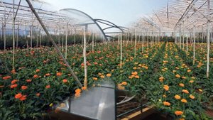 Изготовление теплиц и парников как бизнес идея