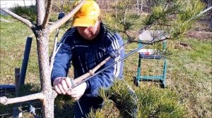 Как закрепить ветки сосны ниваки в каркас лигатуру. Сосна ниваки своими руками.