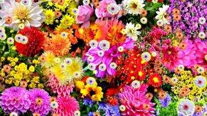 Видеофон!!! Осенние цветы 1 - футаж!!!