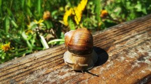 Улитка вылезает из раковины