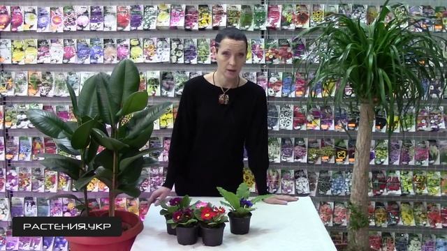 Первоцветы / многолетние цветы / примула уход