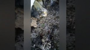 разведение дендробены в домашних условиях с 10штук,