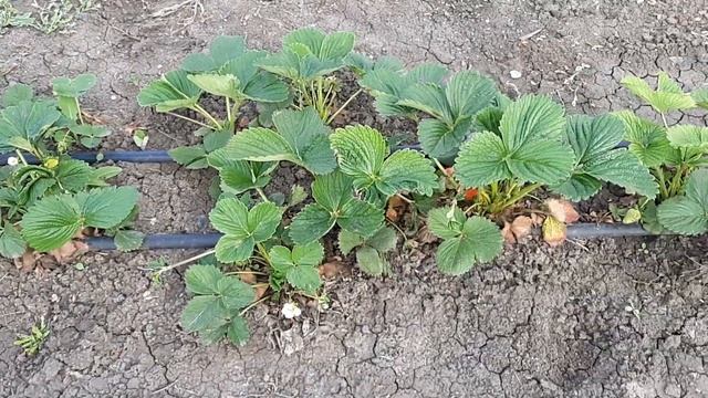 Клубника Мальга!!! + Что получилось!!! смотреть онлайн