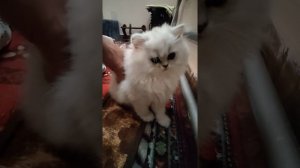 кошки породы персидская серебристая шиншилла - долгожители