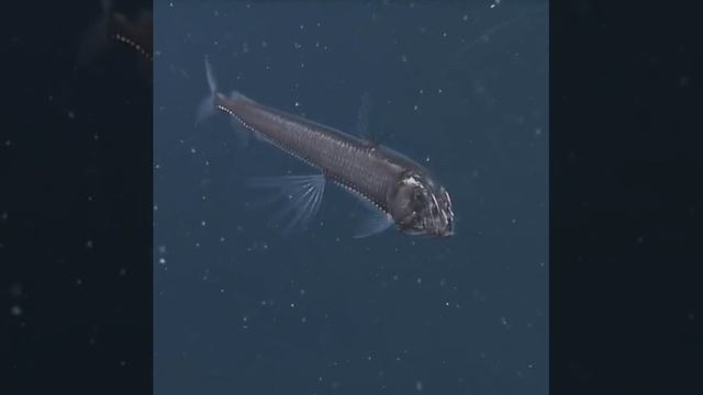 Обыкновенный хаулиод, или рыба-ехидна смотреть онлайн