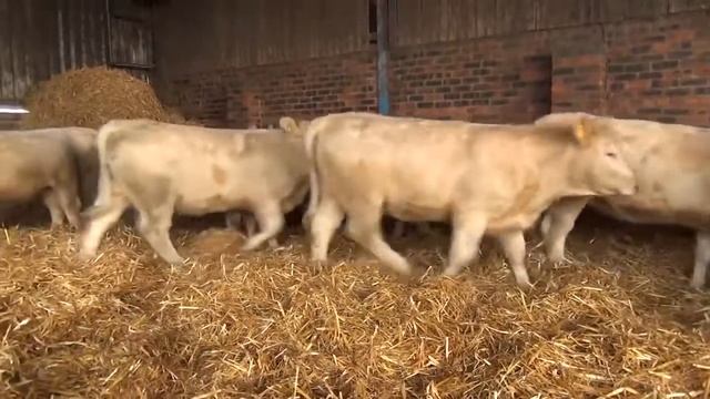 Крс продажа Оптом племенная порода Шароле из Европы крупный рогатый скот бычки и телки