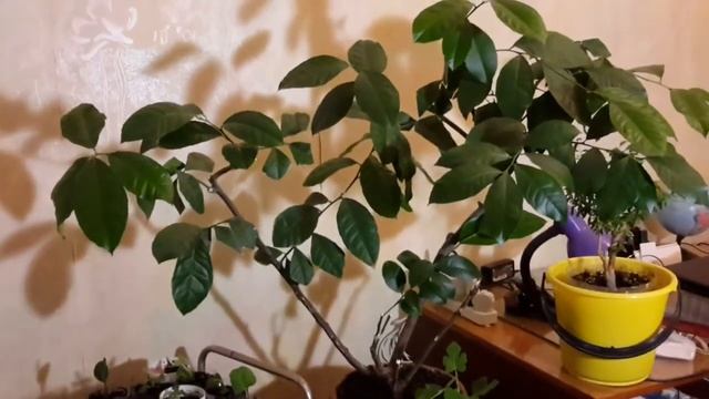 Почему не  цветет лимон ? Несколько причин .
