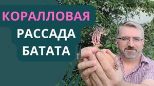 Коралловая рассада БАТАТА