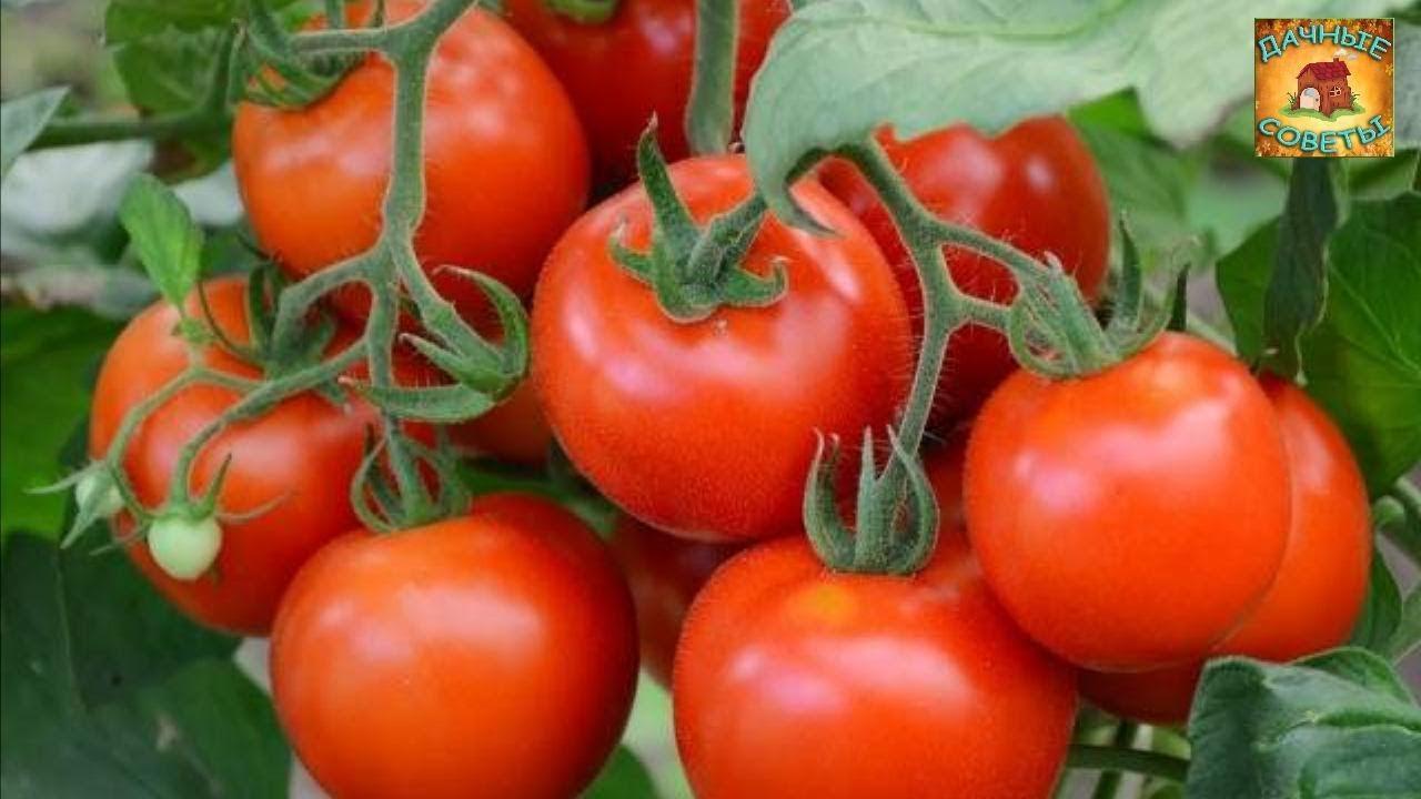 Урожай будет рекордным, если посадить эти САМЫЕ неприхотливые СОРТА томатов Дачнику на заметку
