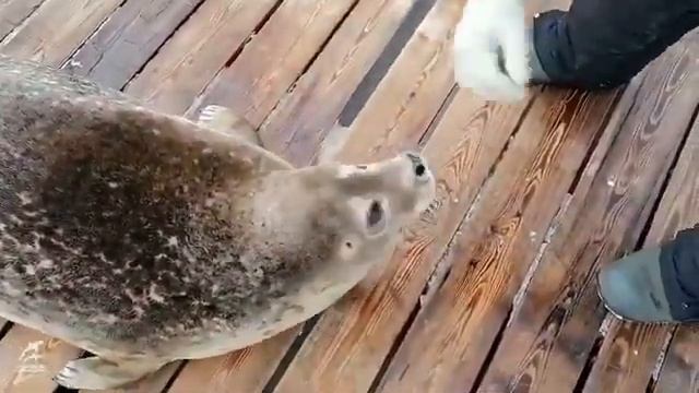 ЛАРГА / ДАЛЬНЕВОСТОЧНАЯ НЕРПА / КАМЧАТКА смотреть онлайн