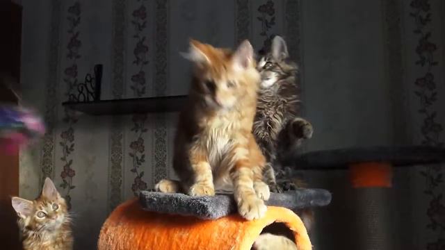 ЛИРИКУМ Аян Пивас Мордович 3 месяца , крупный солнечный котик мейн-кун смотреть онлайн