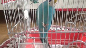 ДЕНЬ РОЖДЕНИЯ ПОПУГАЯ ЧЕНИ/ ВОЛНИСТЫЙ ПОПУГАЙ/ ХОМЯКИ ТОЖЕ ЛЮБЯТ