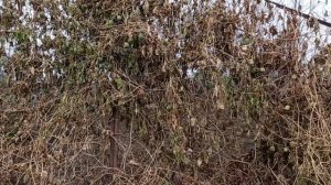 Маракуйя северная.Конец  ноября. Супер урожай который виден реально.