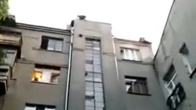 Кошка упала с высоты!!! смотреть онлайн