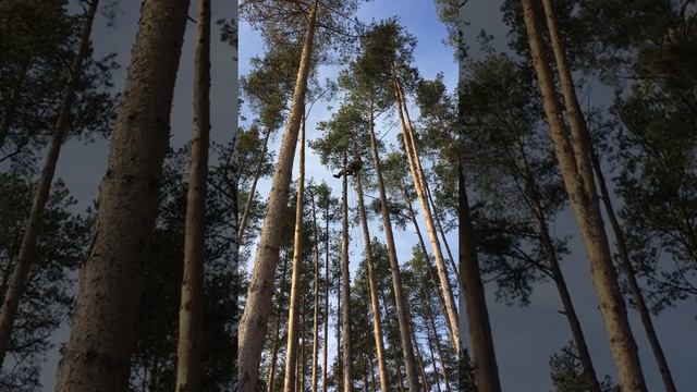 Удаление сухой сосны частями со свободным сбросом. Часть 2. Галактика, Екатеринбург.