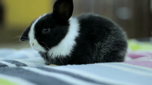 13 Sounds Rabbits Make and What They Mean смотреть онлайн