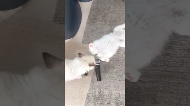 Ставь ЛАЙК если любишь котиков 💔😂 смотреть онлайн