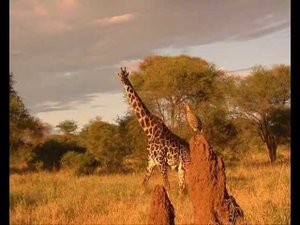 Изысканный бродит жираф