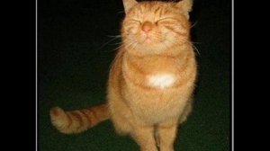 Мяу-мяу, кысь-кысь