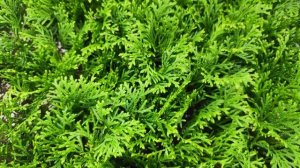 Зимнее черенкование туи смарагд, образование каллуса- 4 ноября 2022