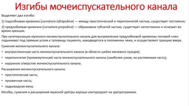 Урология. Лекция 2. Анатомия мочевого пузыря, уретры.