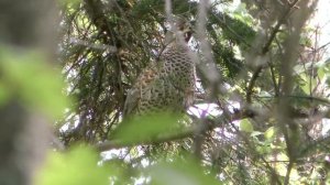 Рябчик зовёт/hazel grouse is calling