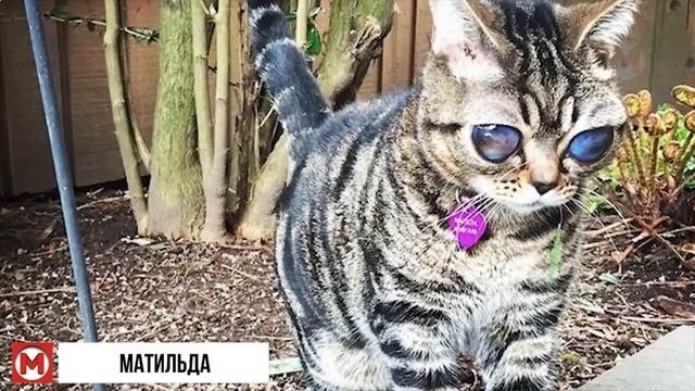 Это Самые Редкие Породы Кошек в Мире! Топ 105932