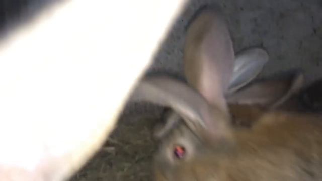 Полу-уплотненный окрол смотреть онлайн