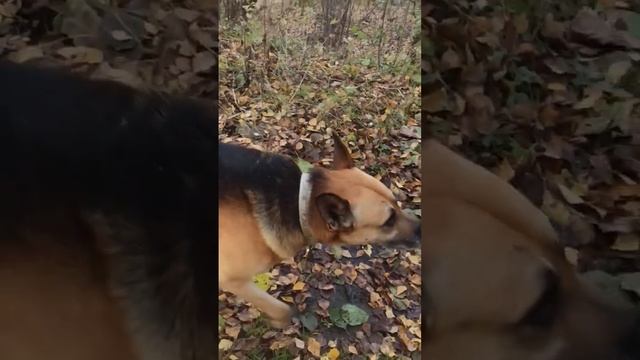 Встреча в лесу с двумя большими собаками?