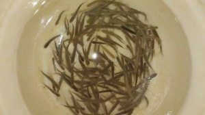 живец, наживка, малёк для рыбалки.