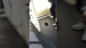 Приседания со штангой 120 килограмм на одно повторение/ тяжёлая атлетика