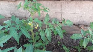 Нужно ли пасынковать низкорослые томаты? Ольга Чернова.
