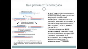 Лекция  - "Репликация ДНК"