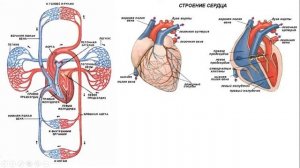 Урок №17 "Кровообращение. Круги кровообращения"